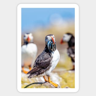 Atlantic Puffin with Sand Eels Sticker